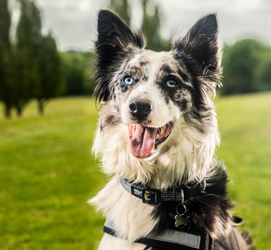 A dog in a field. 