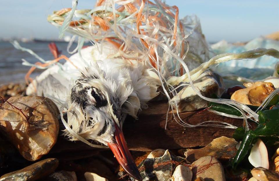 An image of a bird caught in litter