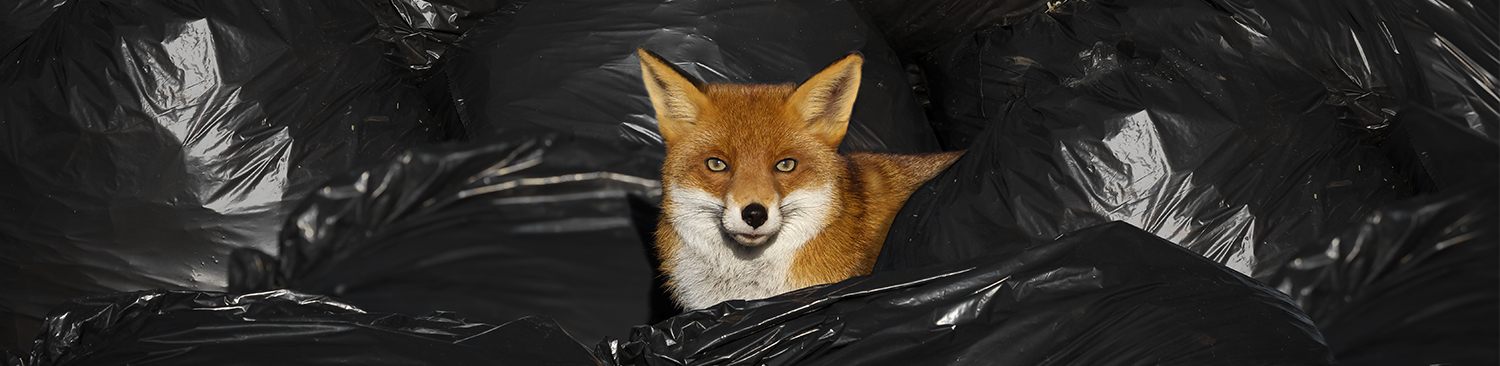 An image of a fox peering through some black rubbish bags