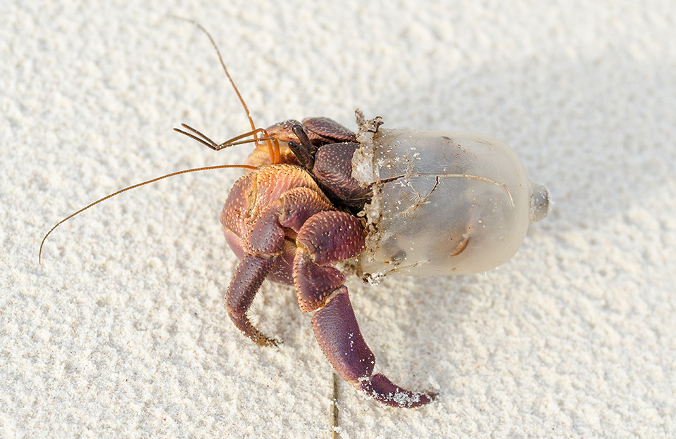 An image of a hermit crab in plastic