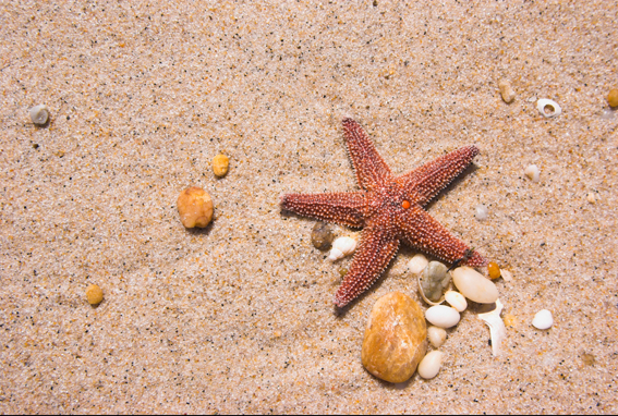 An image of a starfish on the beach