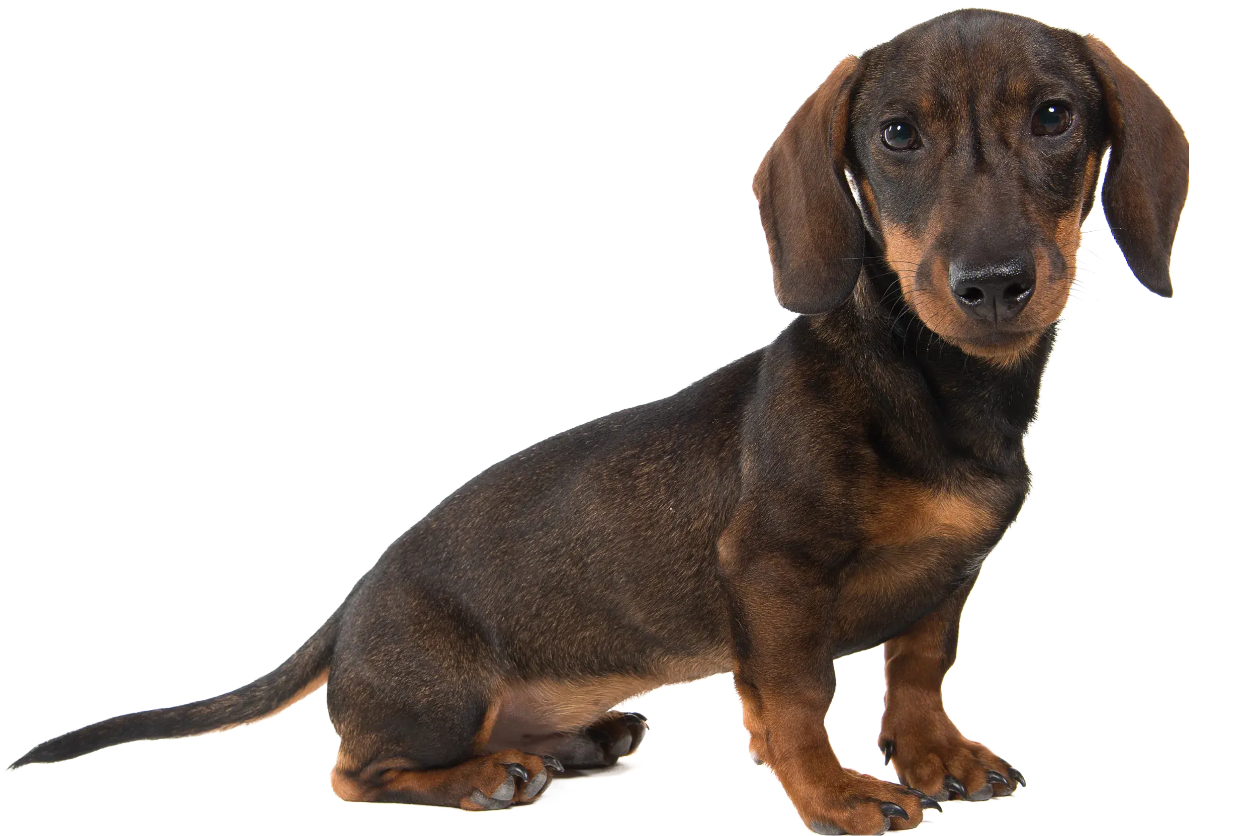 Dachshund