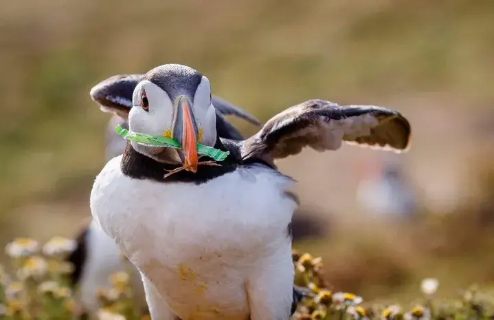 A puffin with plastic litter in its beak