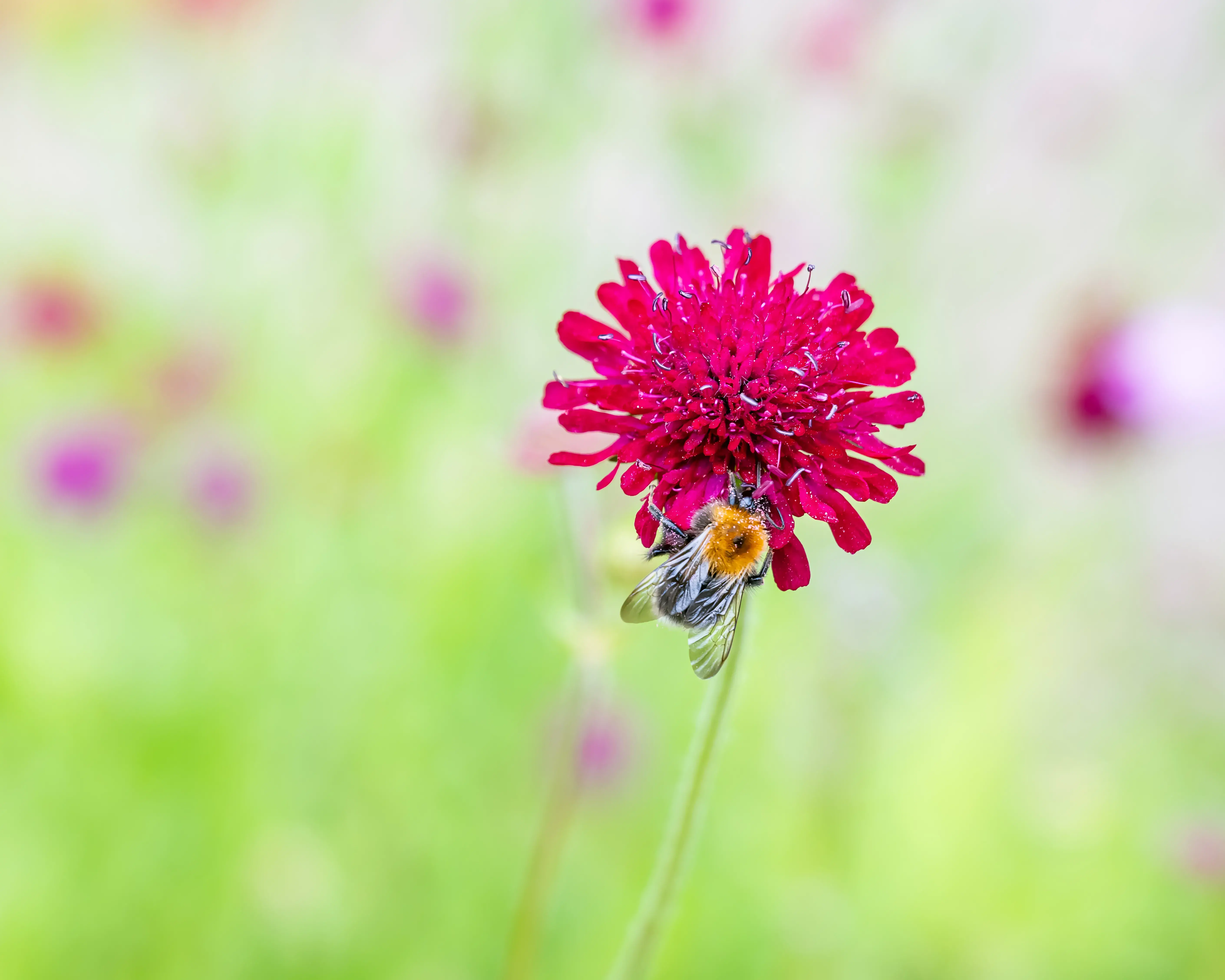 Bee on a pnk flower