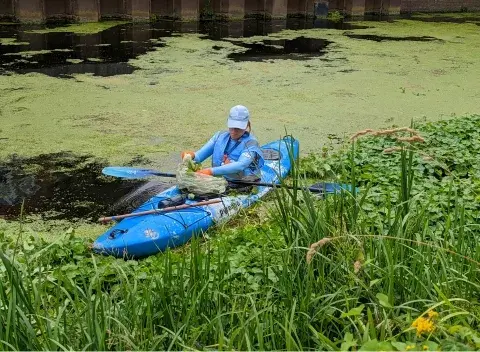 RiverCare & BeachCare volunteer removing invasive plant species from a kayak