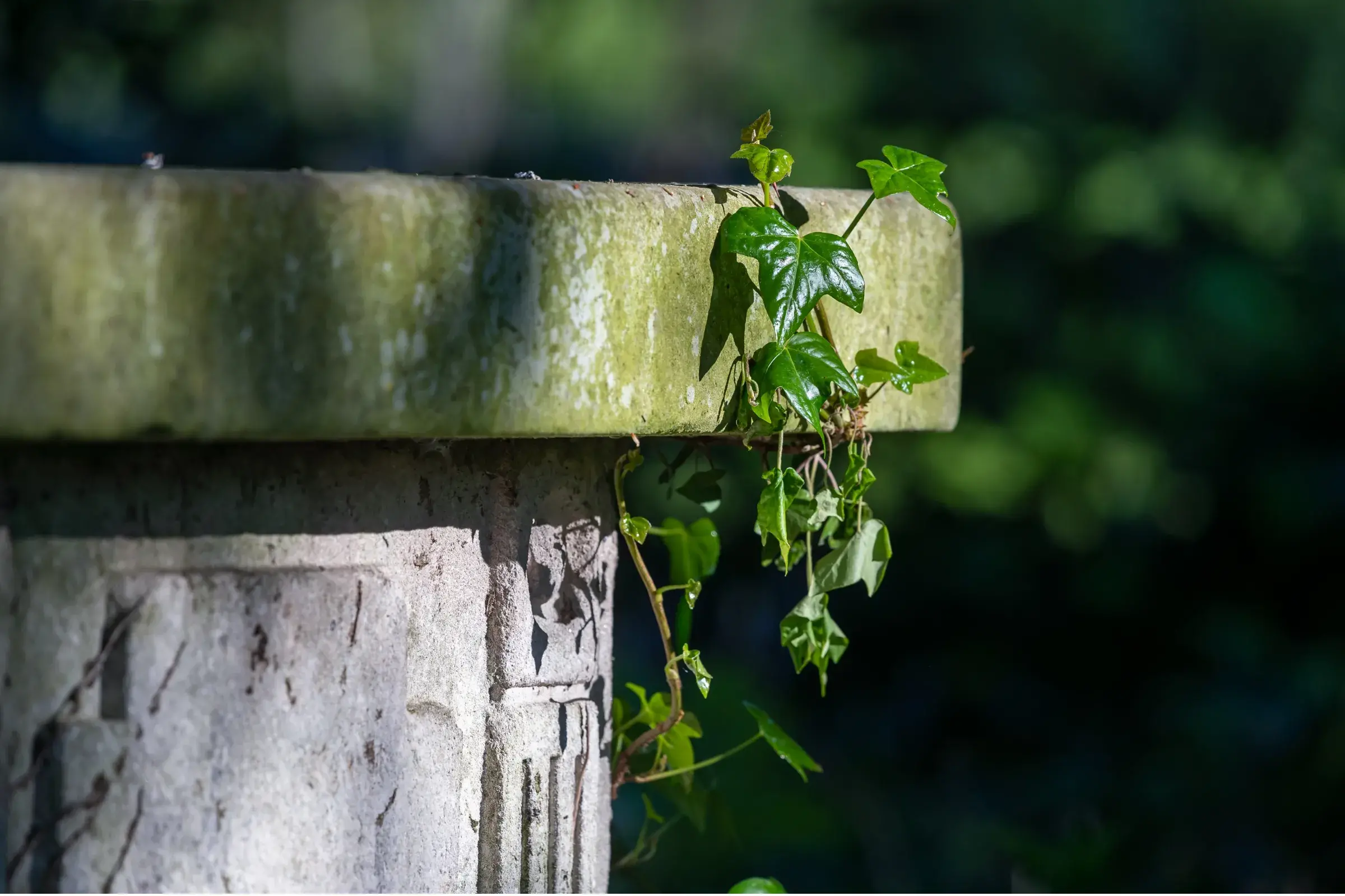 Ivy growing over the top of a grave in a historic green space