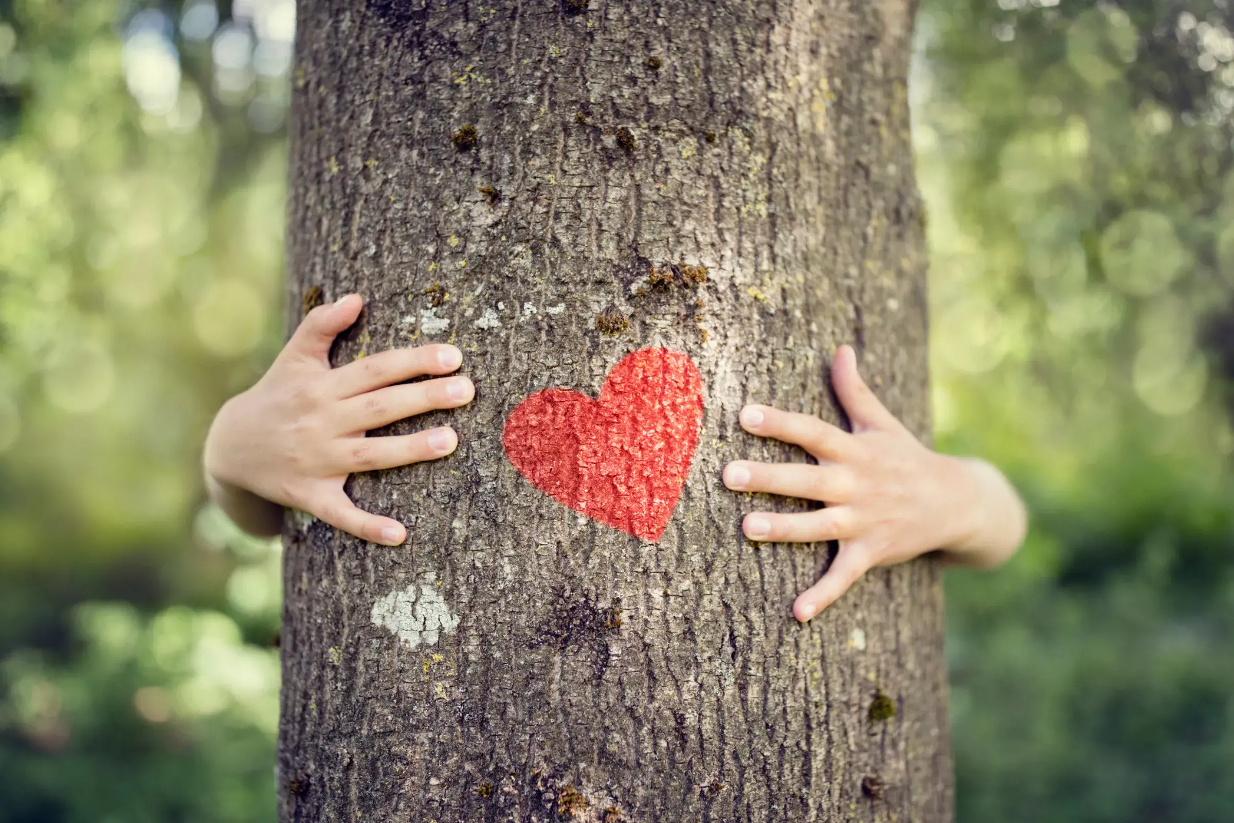 Person hugging tree trunk with love heart on