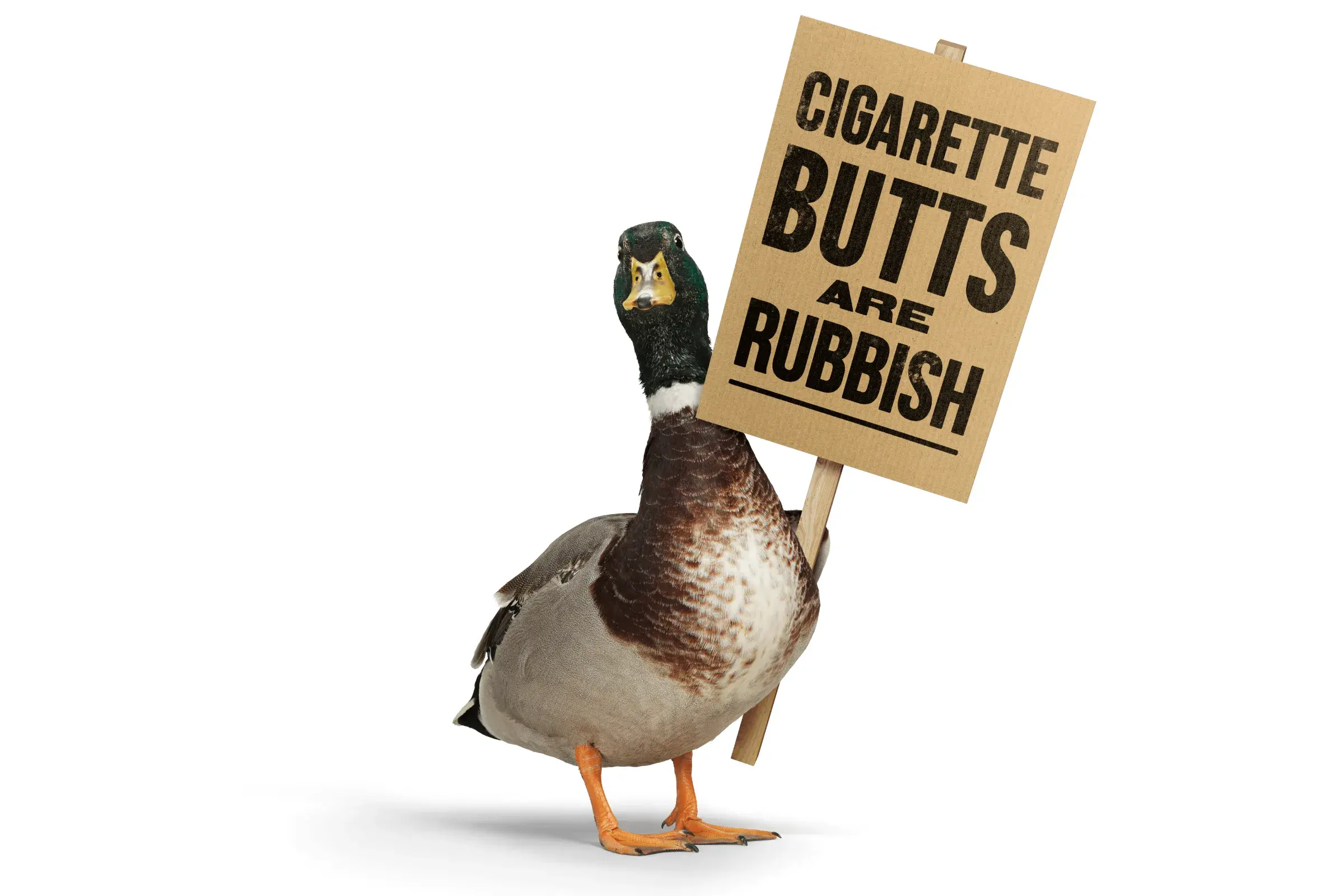 Duck carrying a placard